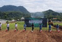 Sorgum Cipatuguran jadi energi hijau untuk PLTU Palabuhanratu.
