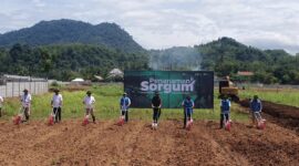 Sorgum Cipatuguran jadi energi hijau untuk PLTU Palabuhanratu.