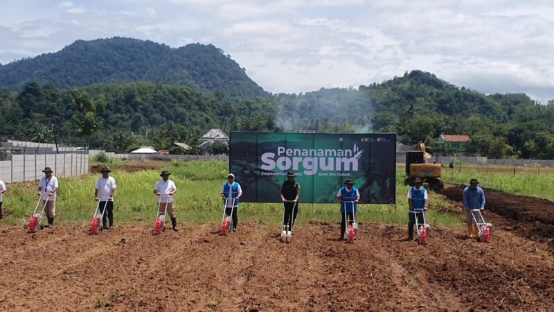 Sorgum Cipatuguran jadi energi hijau untuk PLTU Palabuhanratu.