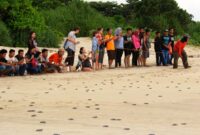 Saksikan penyu bertelur langsung di Pantai Pangumbahan, destinasi wisata edukasi unggulan Sukabumi.