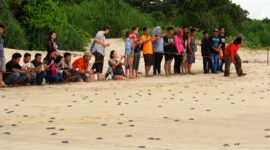 Saksikan penyu bertelur langsung di Pantai Pangumbahan, destinasi wisata edukasi unggulan Sukabumi.