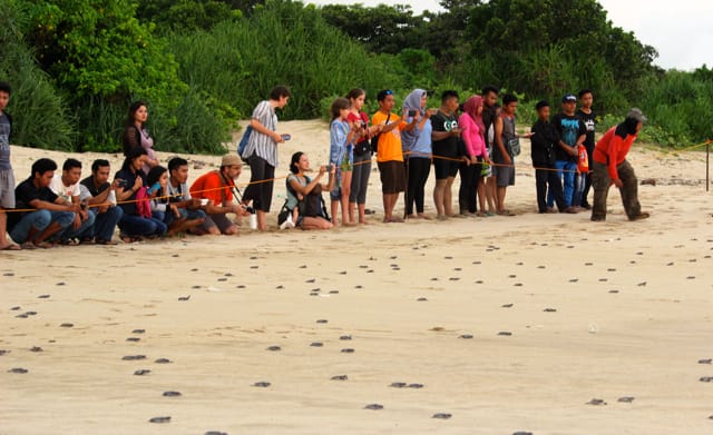 Saksikan penyu bertelur langsung di Pantai Pangumbahan, destinasi wisata edukasi unggulan Sukabumi.